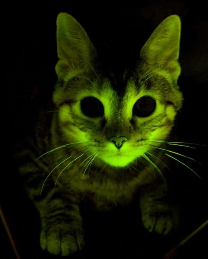 Genetic Engineering Glow in the Dark Cat