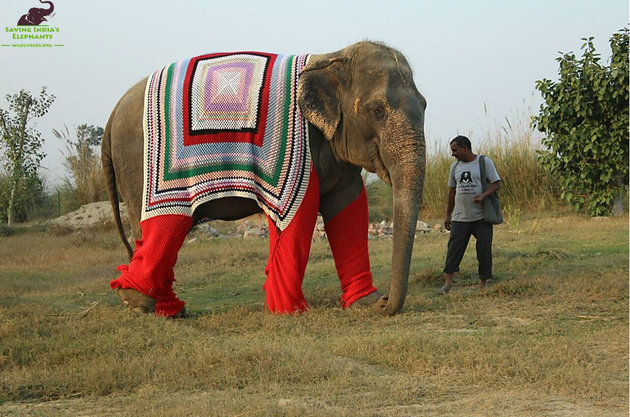 Compassionate Villagers Make Giant Sweaters to Protect Sanctuary Elephants from Cold Weather