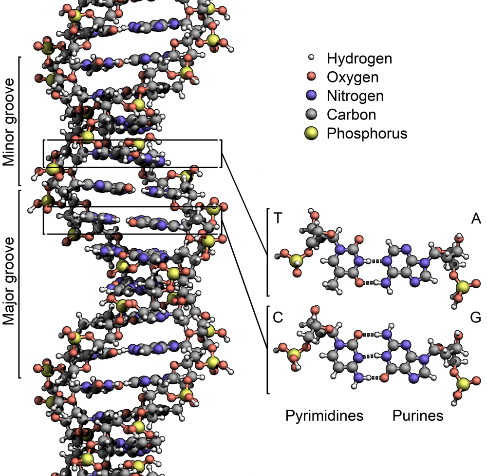 DNA Structure Biophotonics