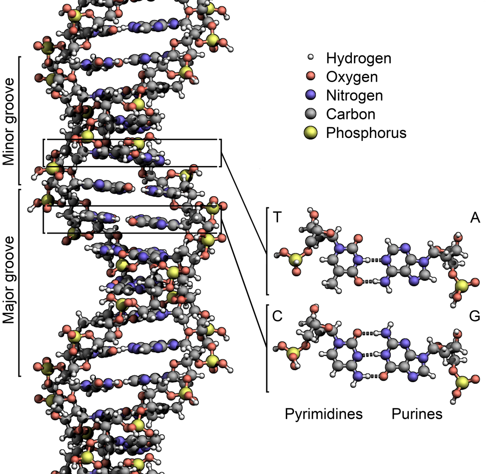 Biophotonic Technology Revolutionizing Medical Diagnosis, Treatments