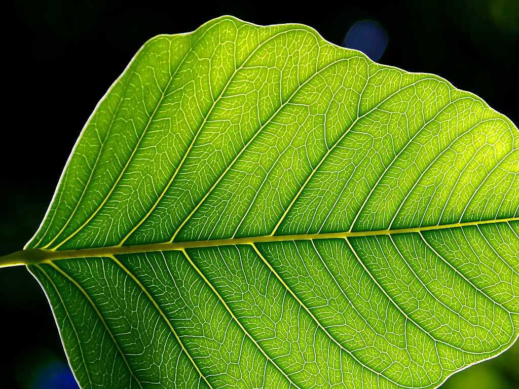 Unlocking the Secrets of Photosynthesis to Power Our World