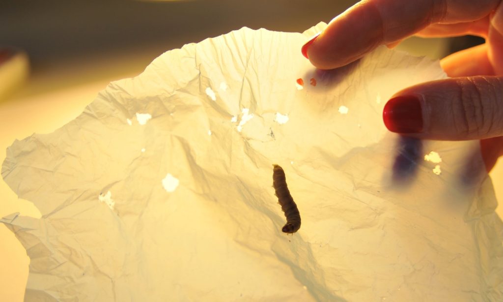 This Insect Can Actually Eat Plastic Waste