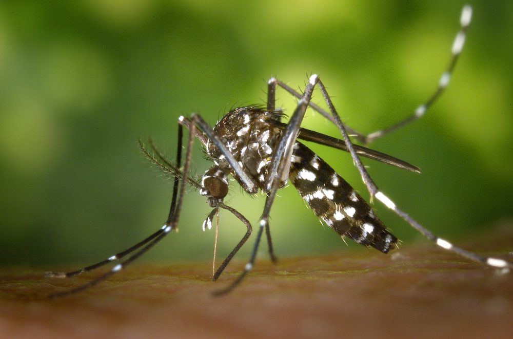Deadly Brain Infecting Mosquito-Borne Virus Found In Florida