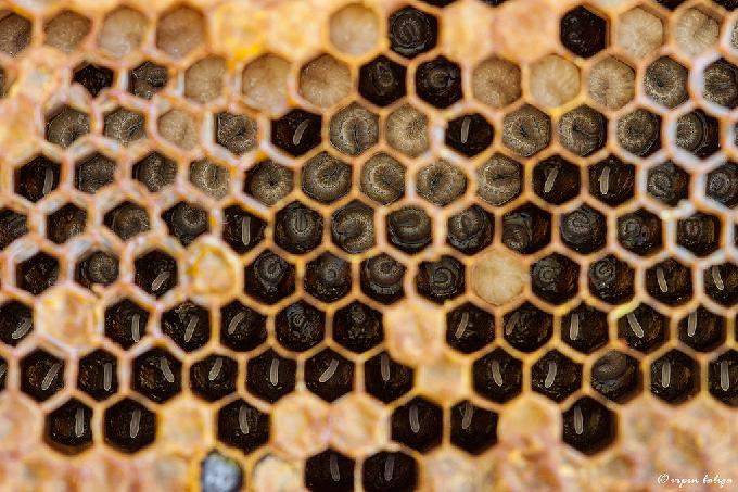 An Ingredient in Royal Jelly Found to Have Miraculous Wound-Healing Properties