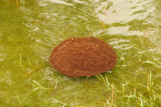 Fire Ants Form Giant Rafts to Escape Houston Floods, Scaring Everyone