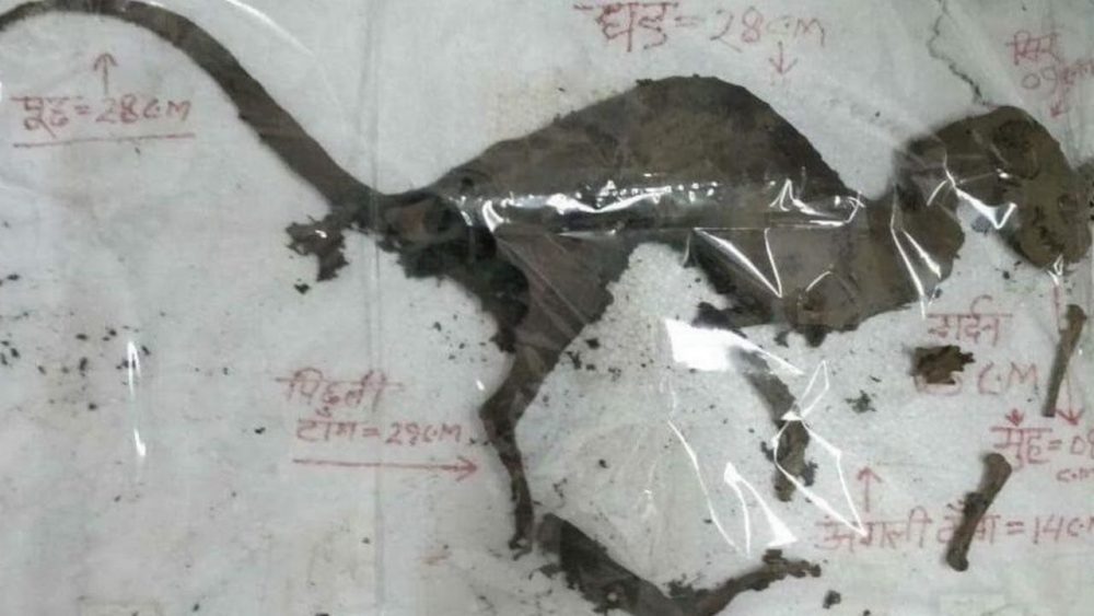 Dinosaur? Partially Preserved Skeleton Found in India