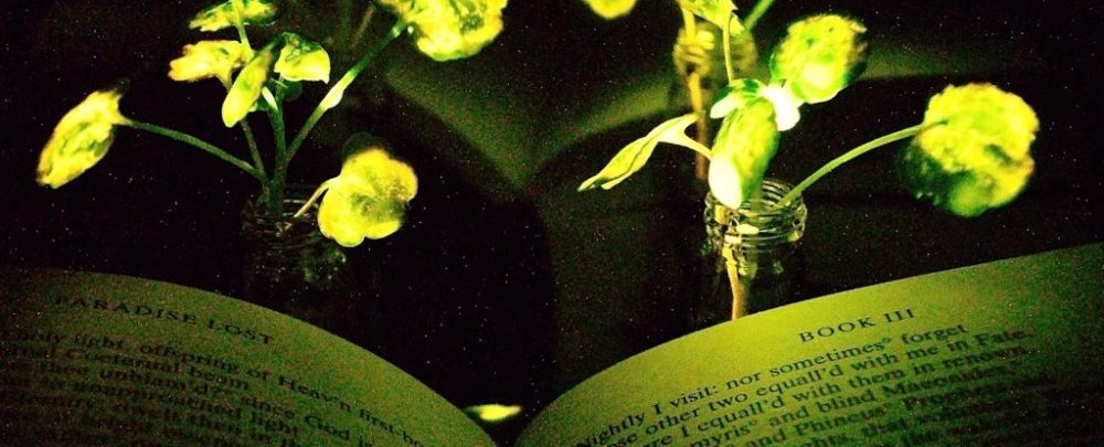 Glowing Plants Could One Day Replace Lamps