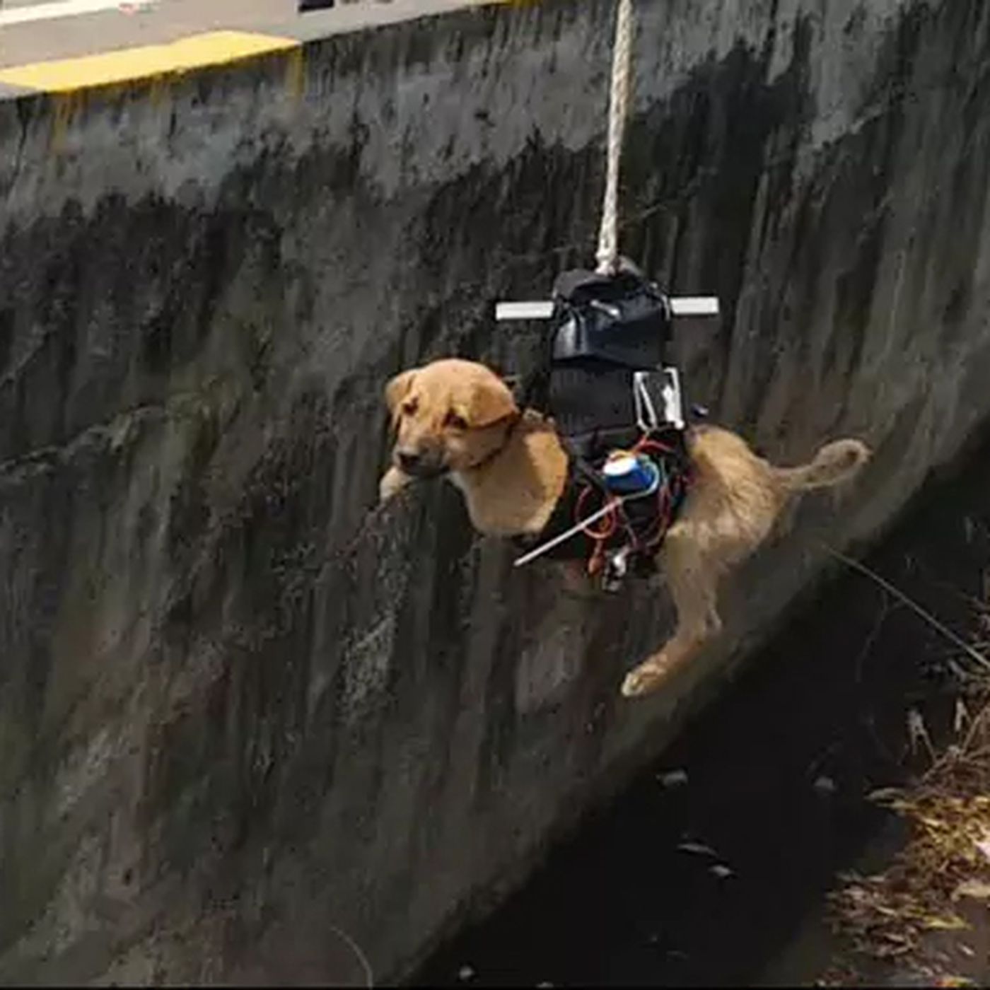 New Delhi Engineer Saves Dog With Customized Drone
