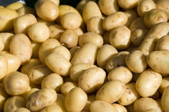 Superpotato Can Cut Pesticide Use by Up to 90 Percent