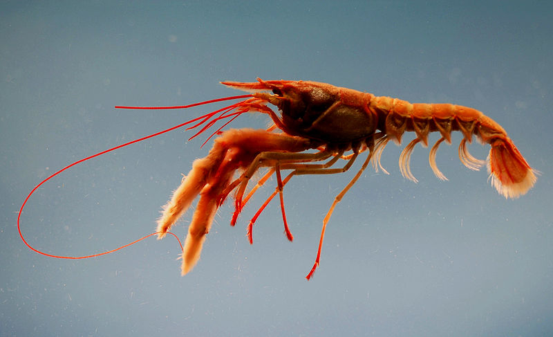 Could Crustaceans Provide a Compostable Alternative to Plastic Food Packaging?