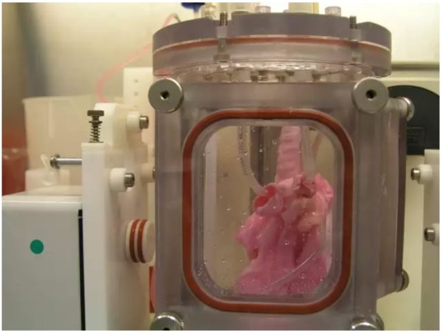Lab-Grown Lungs