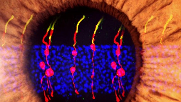 Blindness Could be Reversible: Scientists Restore Vision in Mice