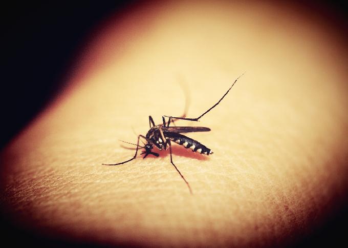 Scientists Find an Antibody Treatment That Effectively Prevents Malaria Infection