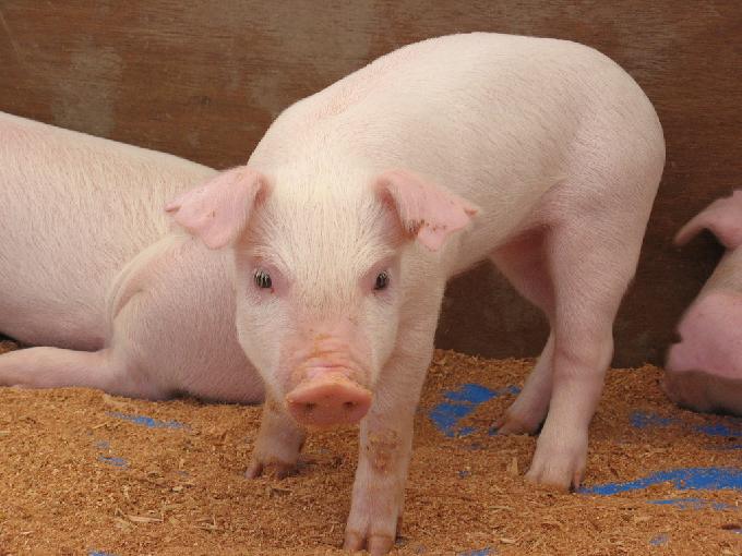 China Uses Artificial Intelligence to Track its 700 Million Pigs