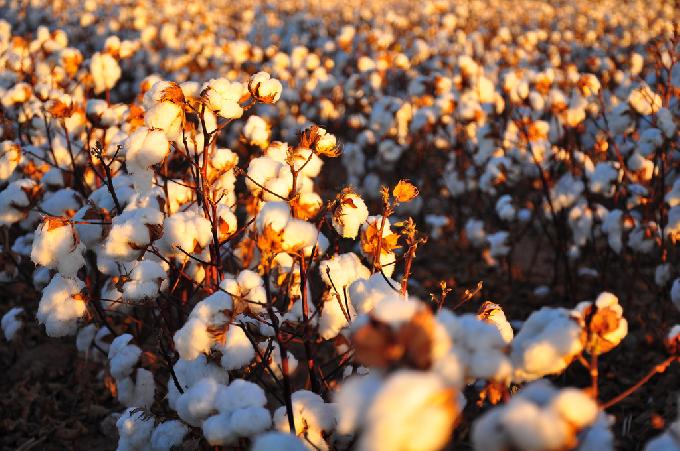 USDA Gives Rare Approval to Edible Cotton to Feed Millions