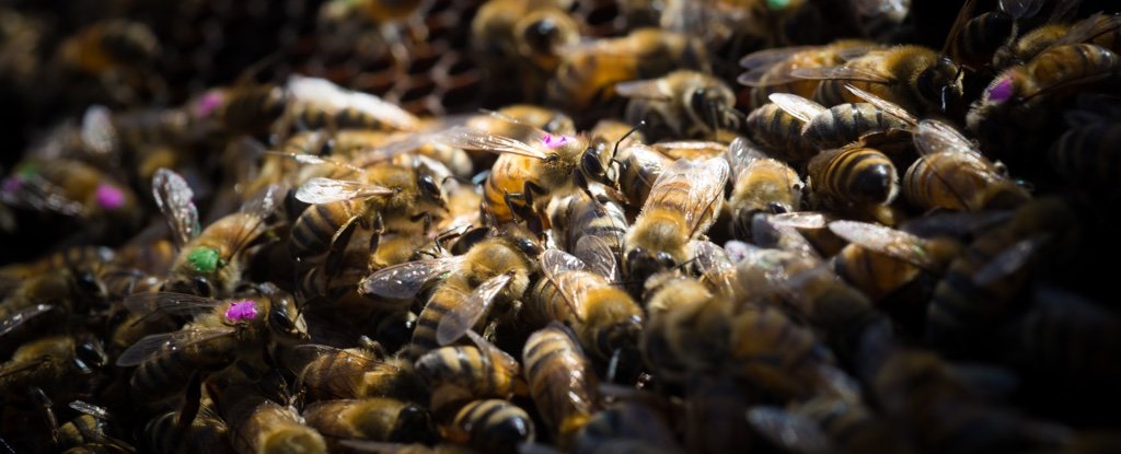 New Evidence links World’s Most Popular Weed Killer to Decline of Honey Bees