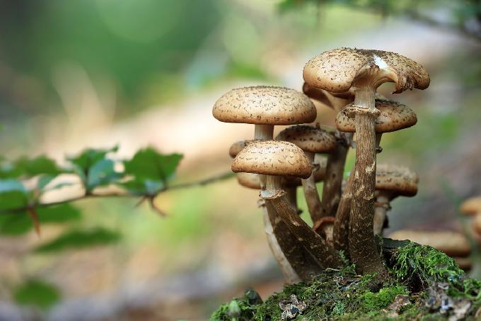 Bricks made from MUSHROOMS could soon replace cement