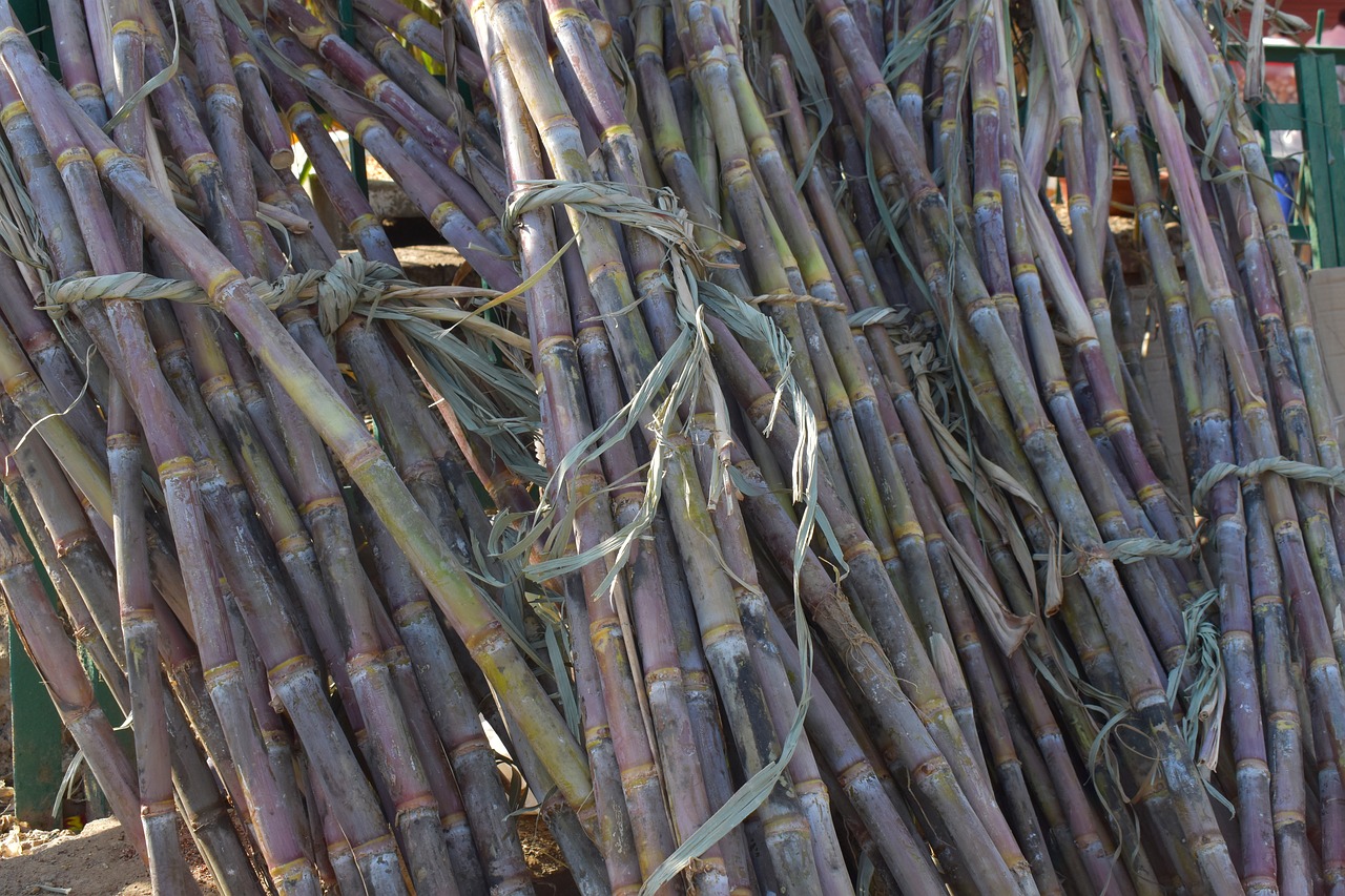 Mauritius Ditches Fossil Fuels to Run On Sugarcane