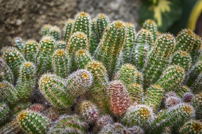 A Super-Spicy Cactus Will Be the Future Painkiller