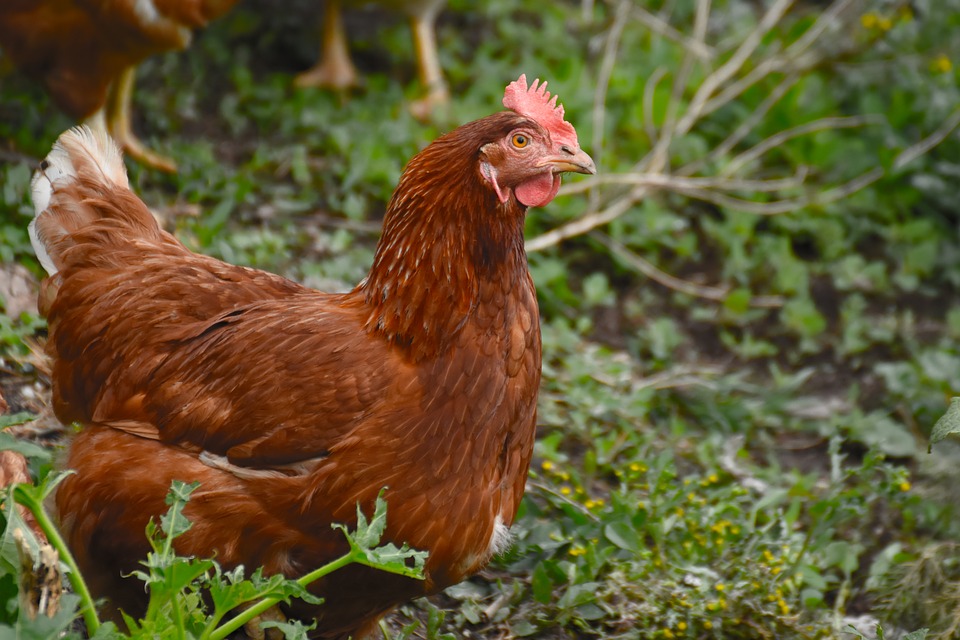 Genetically Modified Chickens Lay Eggs Containing Anti-Cancer Medicine