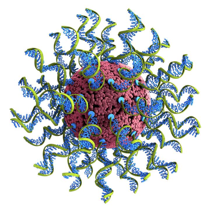SNAs are ball-like forms of DNA and RNA arranged on the surface of a nanoparticle.