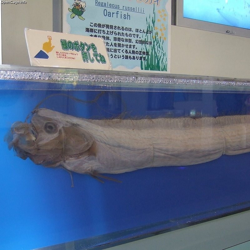 Rare Fish Sightings in Japan Raise Fears of Earthquake and Tsunami