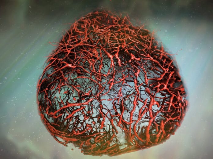 Scientists Successfully Grow Human Blood Vessels in a Petri Dish