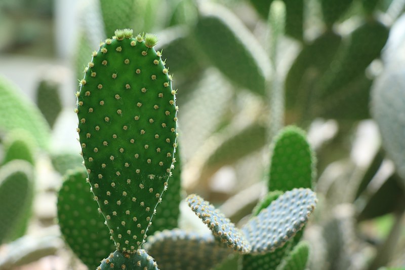 Biodegradable Plastic from Cactus Juice