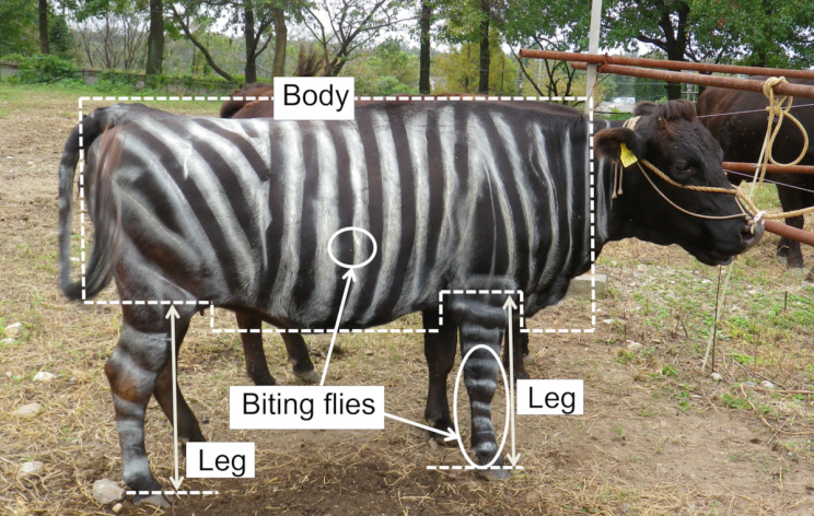 Japanese Scientists Prevent Biting Flies by Painting Cows Like Zebras