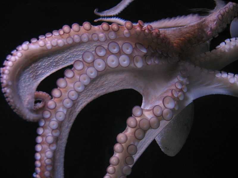 Why Scientists Are Against Farming Octopuses