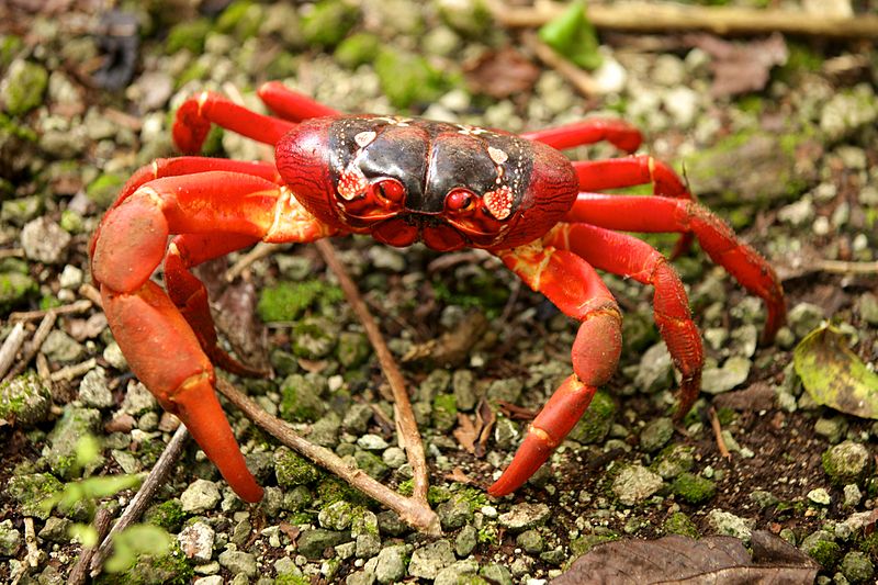 The Pacific Ocean Is Getting So Acidic That It’s Dissolving Crabs’ Shells