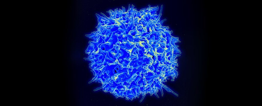 In A Major Breakthrough, Scientists Discovered Immune Cell Which Kills Most Cancers