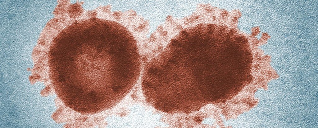 Now A New Study Suggests, Coronavirus Is Also Spreading Via Feces