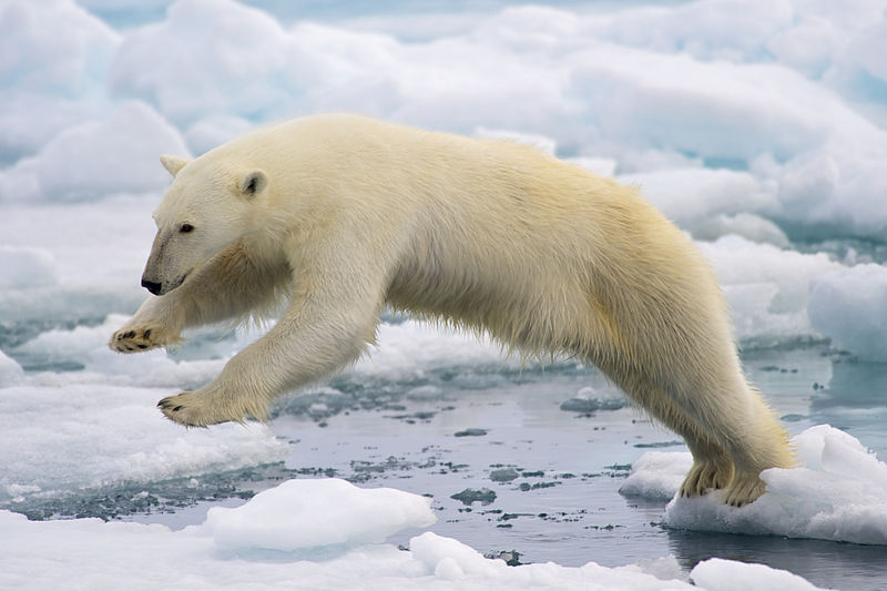 Scientists Discover Polar Bears Thriving Despite Lack of Sea Ice