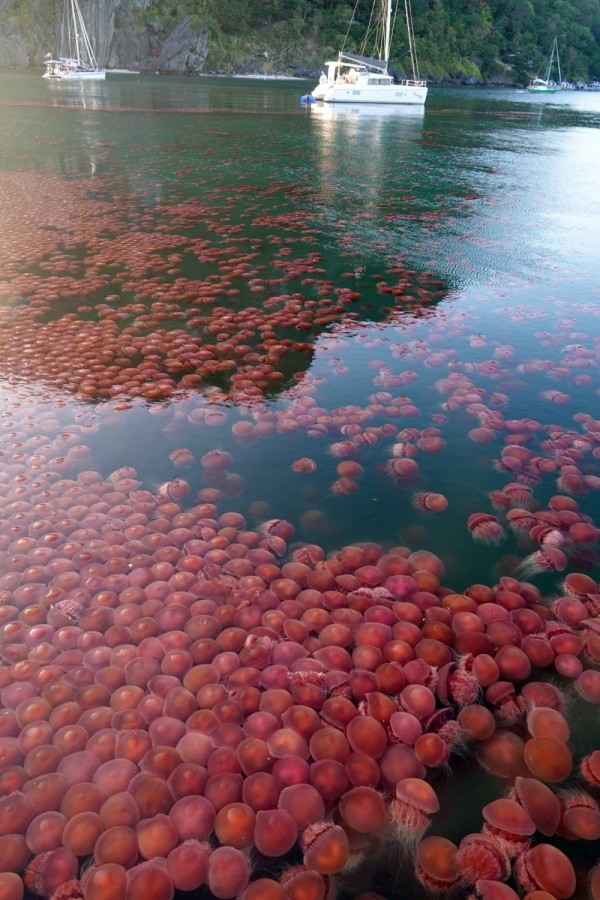 Thousands of Pink Jellyfish Flock To Deserted Beach in the Philippines amid Coronavirus Crisis