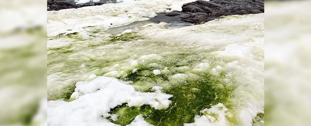 Climate Change Is Turning Parts of Antarctica Green