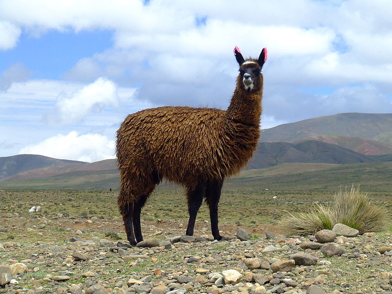 Llama Antibodies May Treat COVID