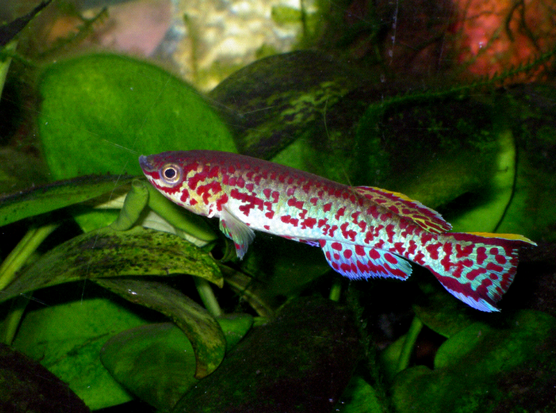 African Killifish May Hold the Secret of Preventing Human Aging