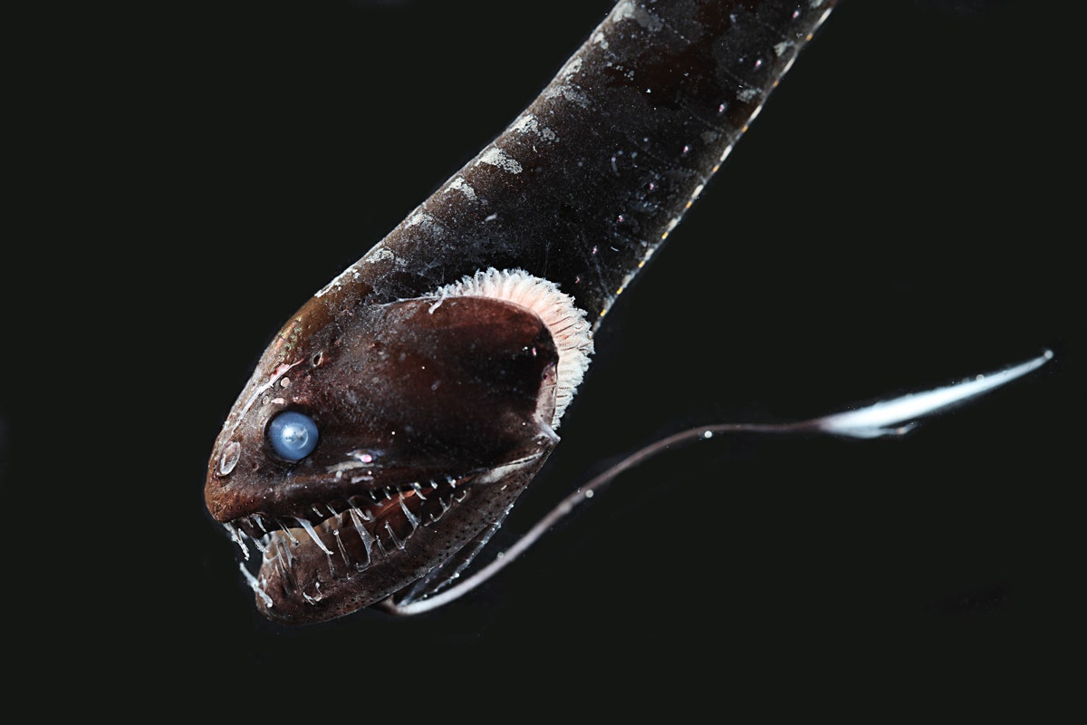 Scientists Discover Ultra-Black Deep-Sea Creatures