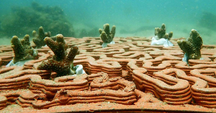 3D Printed Clay Tiles to Rescue Damaged Coral Reefs in Hong Kong