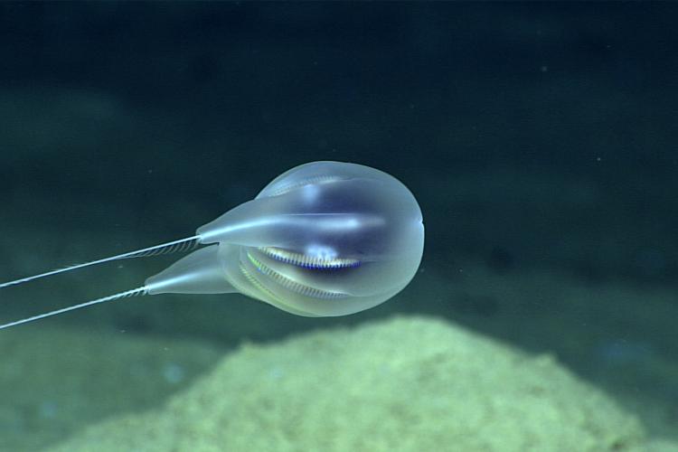 Scientists Confirm Discovery of New Gelatinous ‘Blob’ Species in the Depths of the Ocean