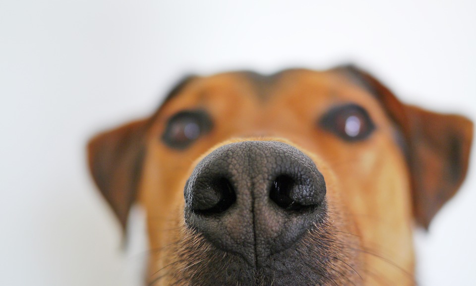 Dogs Can Reliably Detect COVID-19