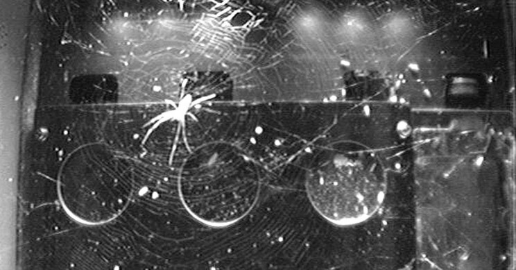 Know How Spiders Weave Webs In Space Without Gravity