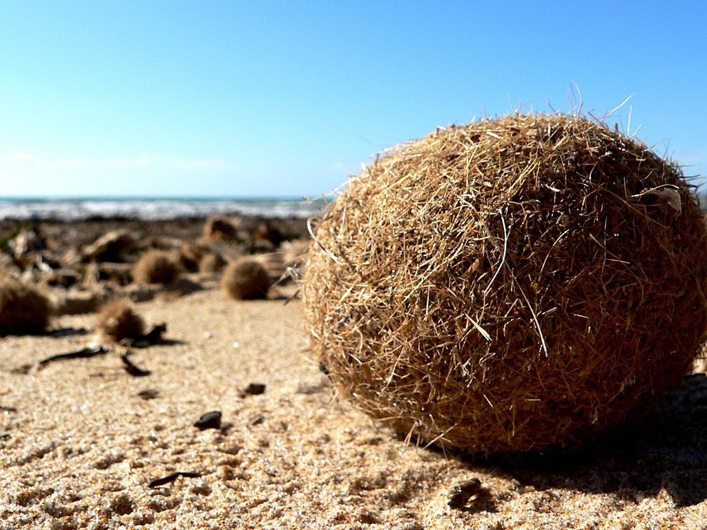 Seagrass in Coastal Areas are ‘Trapping’ Plastic