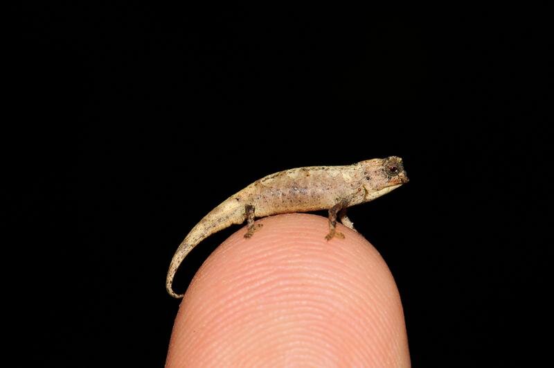 ‘Nano-Chameleon’: World’s Smallest Reptile That Can Fit Even On Your Fingertip