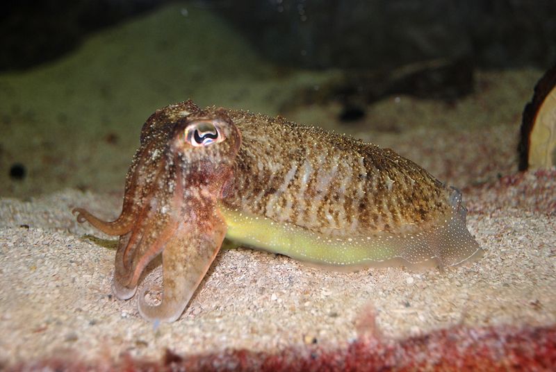The Incredible Brains of Cuttlefish Retains Memory That Doesn’t Fade, Unlike Humans