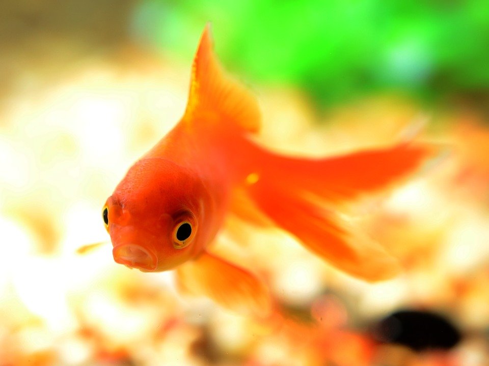Israeli Scientists Successfully Trained Goldfish to Operate the Vehicle