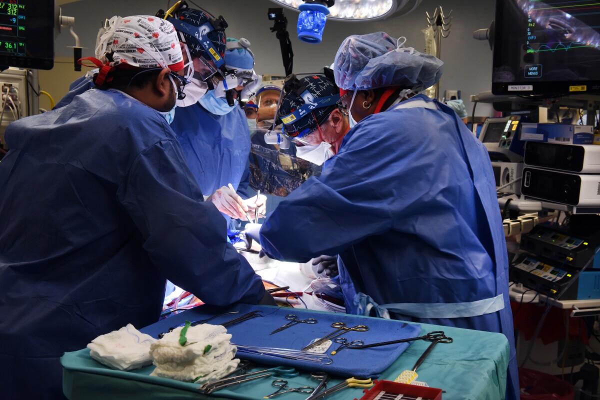 In a Frist, Pig-to-Human Heart Transplant Successfully Performed in the US