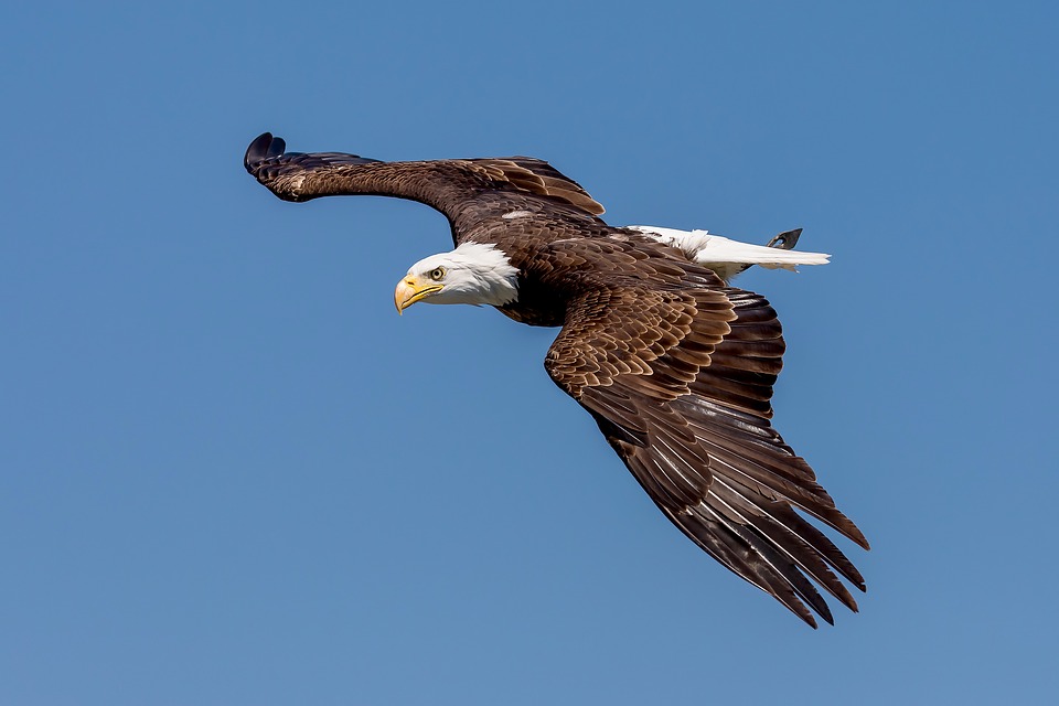 Lead Ammo in Hunted Animals Is Poisoning US Bald Eagles
