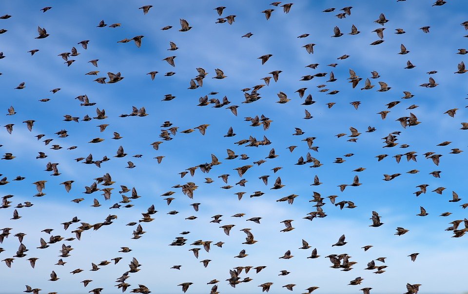 Mysterious fall from the Sky Lead to the Mass Death of Migratory Birds in Mexico